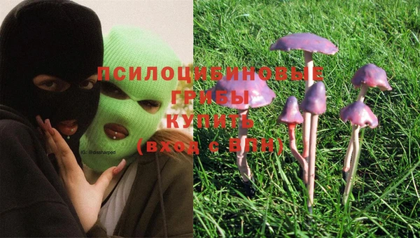 шишки Аркадак