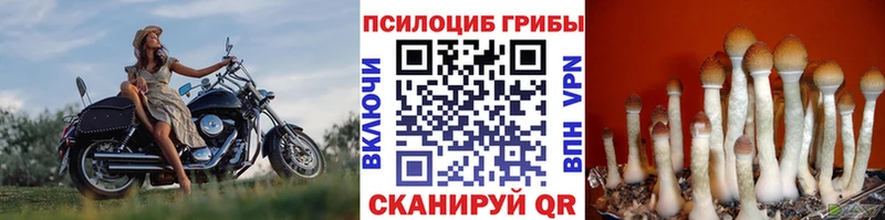 Галлюциногенные грибы Psilocybe  купить наркоту  Сысерть 